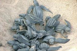 Fotos de tortugas marinas - hábitat de las tortugas marinas