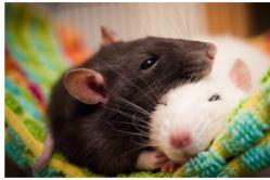 Interpretación de los sueños: ¿por qué sueñas con una rata?